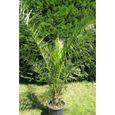 Palmier des Canaries(Phoenix canariensis)-Plant en pot de 1,5 litre-Hauteur du plant: 30/40cm-Croissance rapide-Hauteur adulte 20-1