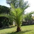 Palmier des Canaries(Phoenix canariensis)-Plant en pot de 1,5 litre-Hauteur du plant: 30/40cm-Croissance rapide-Hauteur adulte 20-3