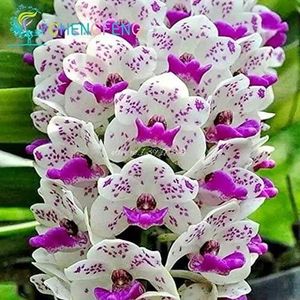 GRAINE - SEMENCE 100pcs phalaenopsis Graines d'orchidée papillon or