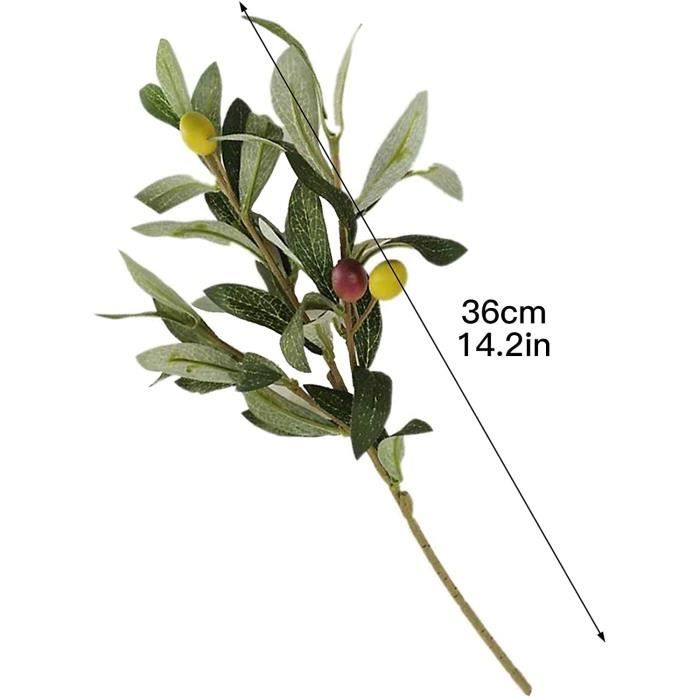 Cadre De Branches D'olivier, Plantes Succulentes Dispersées