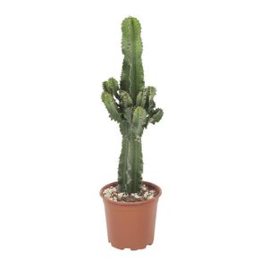 12pcs Type al/éatoire Mixte Artificielle Succulent Fleurs D/écor Faux Succulentes Plantes vari/ées