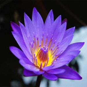 GRAINE - SEMENCE 10pcs multicolore Lotus (Lotus) graine - violet