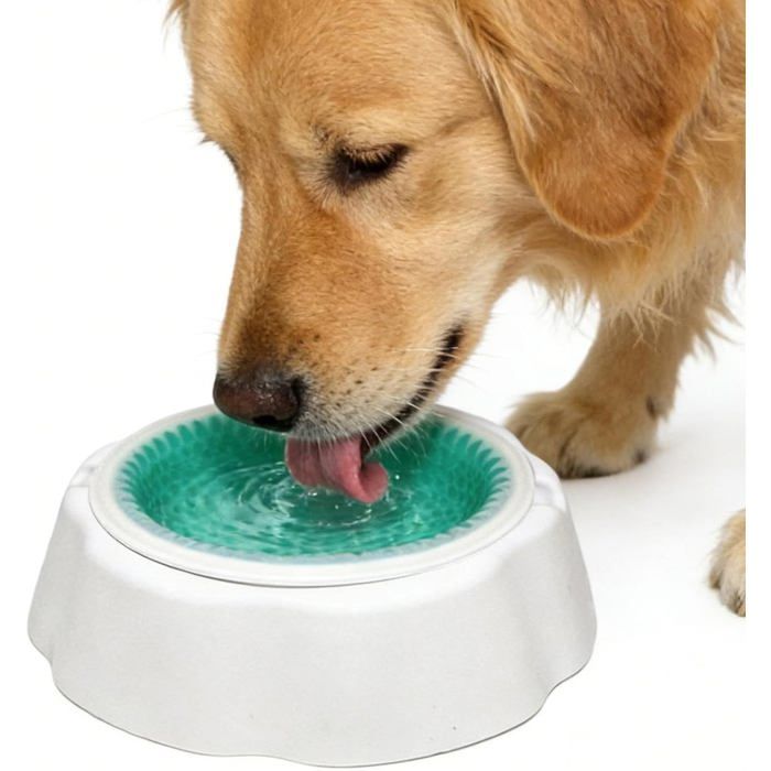 Gamelles rafraîchissantes pour Chien gamelles Anti-éclaboussures Animaux de Compagnie gamelle deau Alimentaire de 8x8 Pouces a