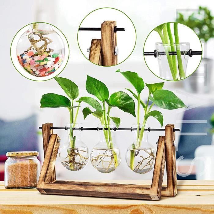 Plante hydroponique, petit vase a bouture, vase en verre avec support en  bois, bois pour plantes hydroponiques, pour la décor[361] - Cdiscount Maison