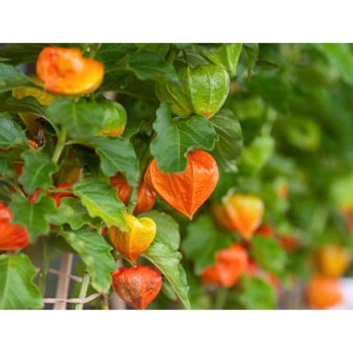 100 Graines de Physalis - jardins potager fruits - méthode BIO