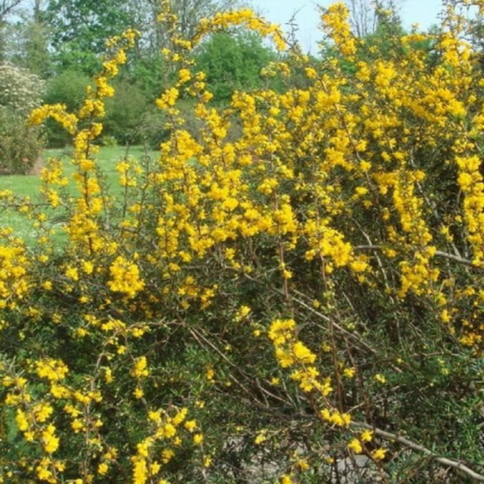 Le Douaire Ile De Vivre Tout Savoir Sur Le Berberis Darwinii
