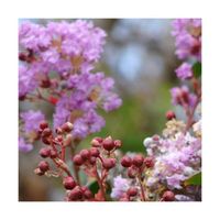 Lilas des Indes indica Violet - Pot de 7,5L - 60/80 cm - Violette - Arbustif
