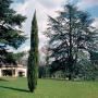 Cyprès Stricta greffé -CUPRESSUS SEMPERVIRENS STR.