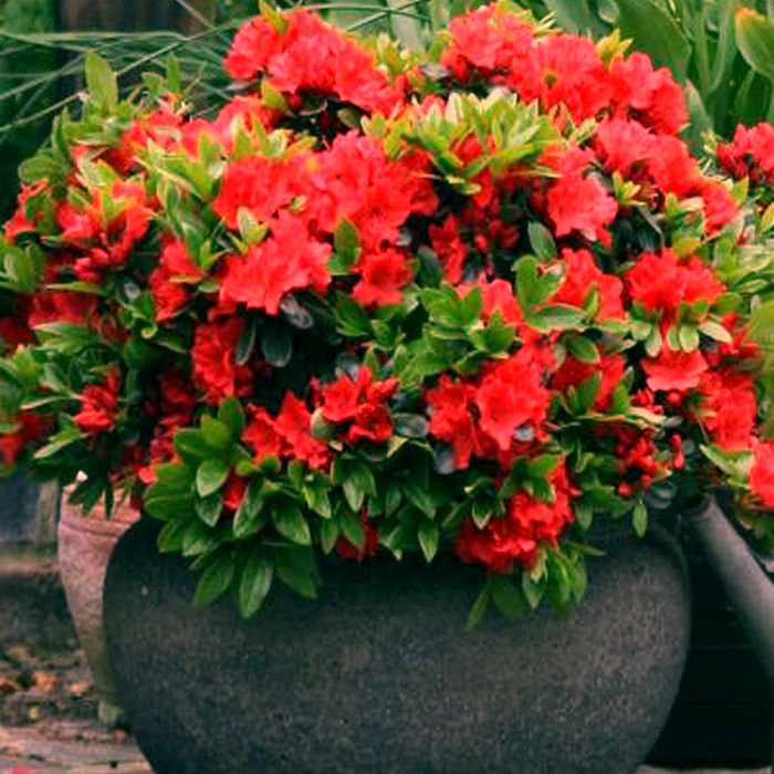 plant watering container Glass Watering Can Clear