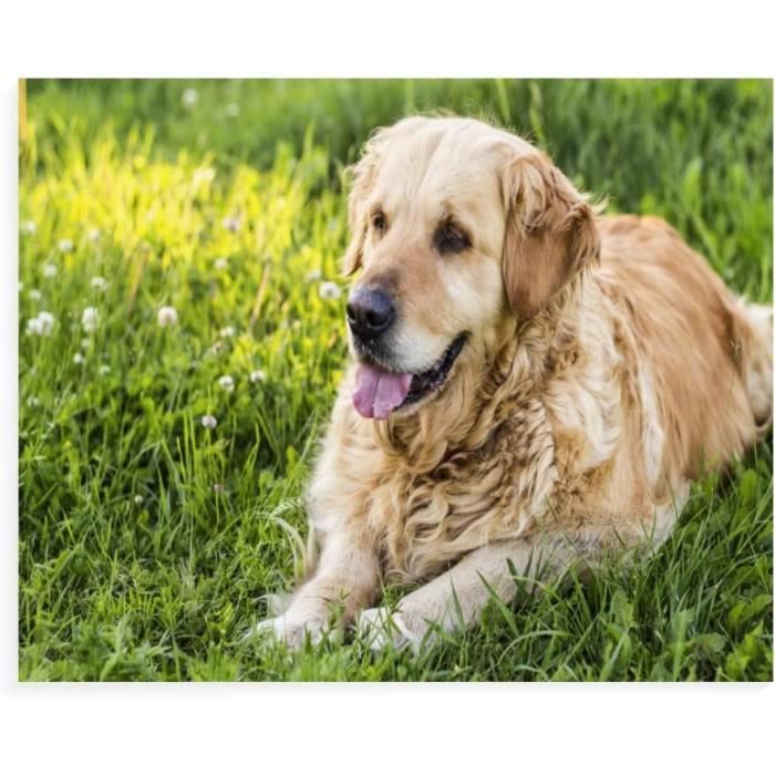 5D DIY Diamond Painting Kit Complet, Bouvier Bernois, Peinture Diamant