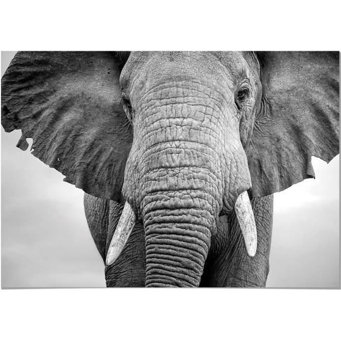 3 dimensions, papier mat ou papier photo Affiche poster elephant réf 15