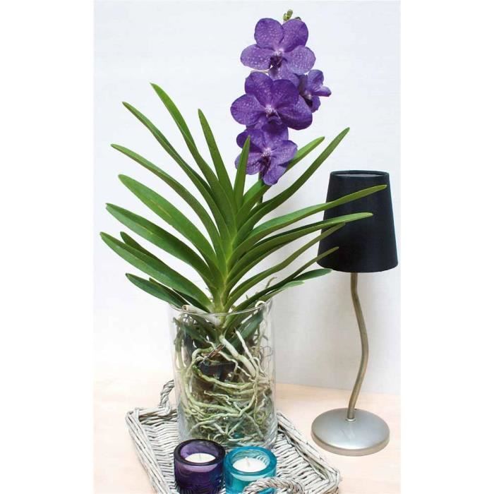 Orchidée Vanda - Cdiscount Jardin