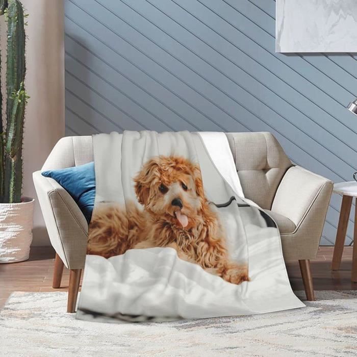 Couverture polaire chien 2025