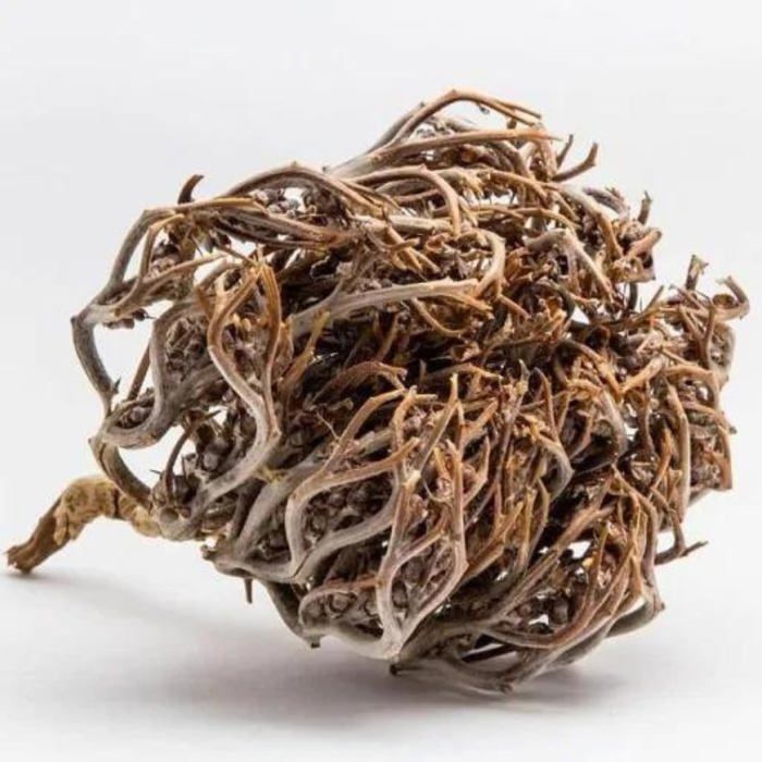 Rosa Di Gerico – Anastatica Hierochuntica – Pianta Della Resurrezione Biologica, Perfetta Per Decorazione