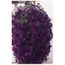 Future Plants By Randy Stewart Syringa Lilac