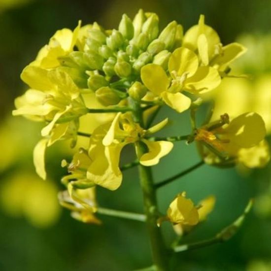 500 Graines de Moutarde Noire - plantes aromatique potager- semences paysannes