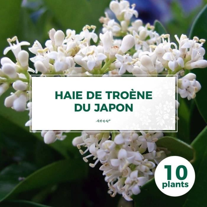 10 Troène Du Japon (Ligustrum Japonicum) - Haie de Troène Du Japon 10 jeunes plants : taille 20-40cm Blanc