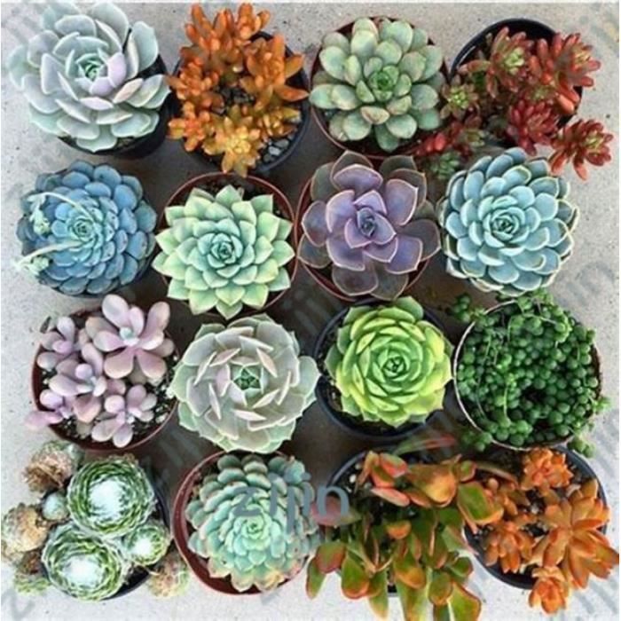 100 Pièces Exotique Cactus Bonsaï Japonais Rares Plantes