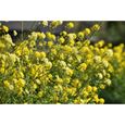 500 Graines de Moutarde Noire - plantes aromatique potager- semences paysannes-1