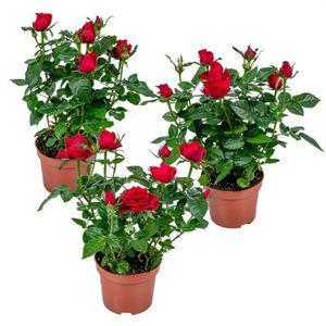 PLANTE POUSSÉE 3x Pot Rose Rouge - Rosa - Plante d'intérieur & te