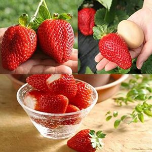 GRAINE - SEMENCE 300pcs graines de fraises géantes
