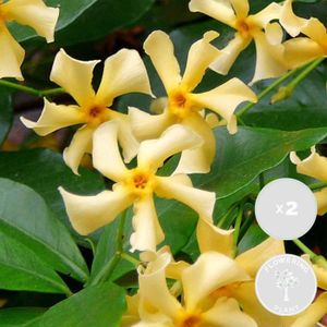 PLANTE POUSSÉE 2x Trachelospermum Star of Toscana – Jasmin de Toscane jaune – Plante grimpante - D15 cm -H60-70 cm