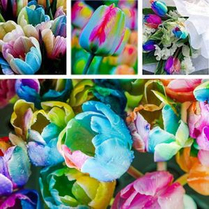 GRAINE - SEMENCE 1 sachet de graines de tulipes aux couleurs arc-en-ciel, petites fleurs de jardin prolifiques et colorées,5PCS