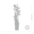 2x Trachelospermum Star of Toscana – Jasmin de Toscane jaune – Plante grimpante - D15 cm -H60-70 cm-3