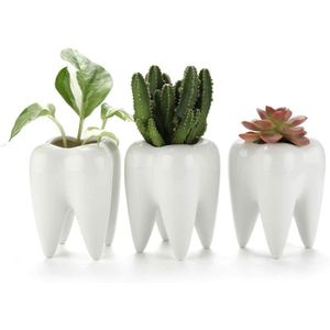 T4U 7cm Pot de Fleurs Succulente en C/éramique Blanc Collection NO.31 Pot de Fleurs Cactus R/écipient Jardini/ère avec bacs en Bambou Paquet de 6
