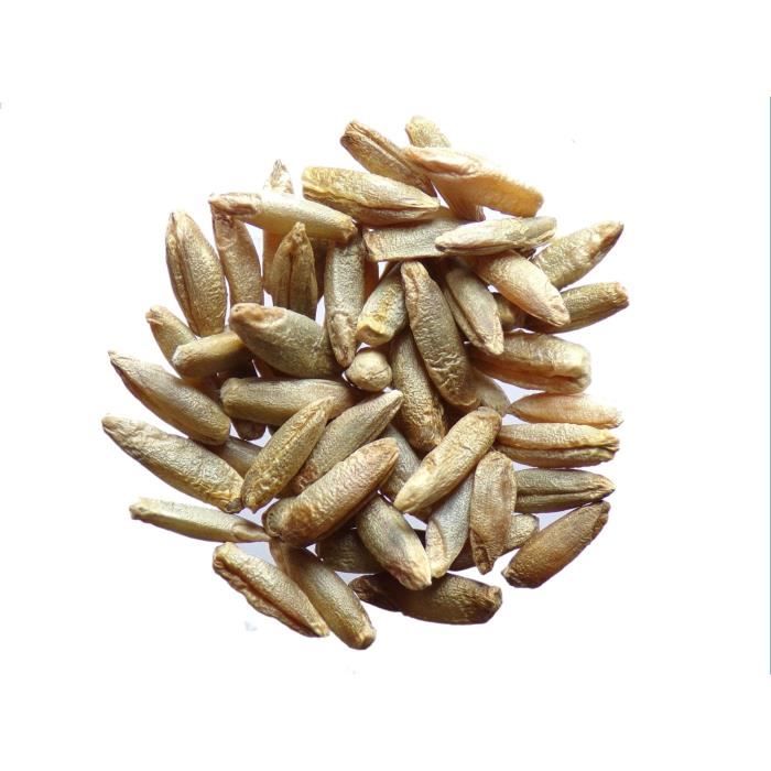 Seigle 3 Grammes Secale Cereale L Rye Engrais Vert Green Manure Sem05 Achat Vente Graine Semence Seigle 3 Grammes Secale Cdiscount Seigle 3 Grammes Secale Cereale L Rye Engrais Vert Green Manure Sem05 Achat Vente Graine Semence Seigle 3 Grammes Secale Cdiscount