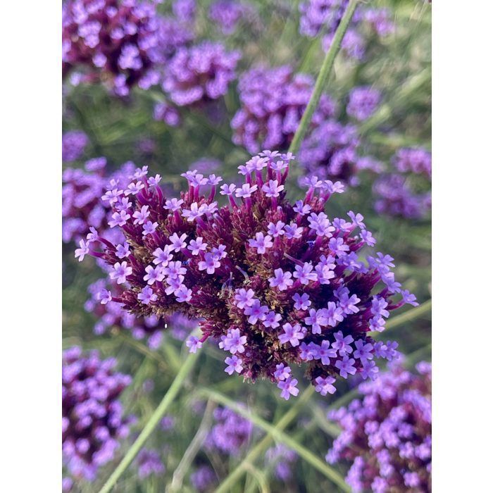 Verbena Bonariensis – 6 Piante In Vaso 9x9 Cm, Perenni Rustiche, Attirano Api E Farfalle