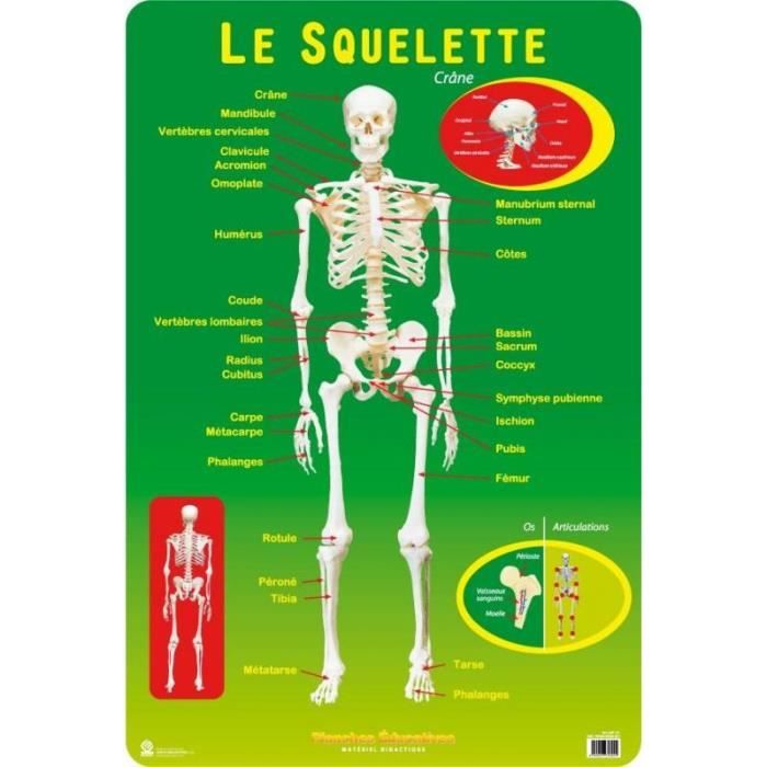 Planches Educatives Le Squelette Humain
