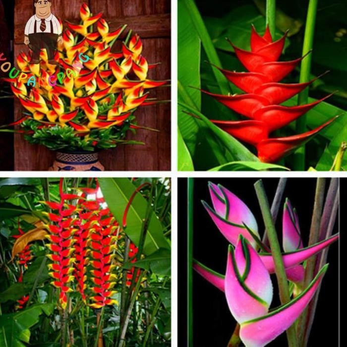 Strelitzia Seeds Oiseau Du Paradis Fleurs1 Achat Vente