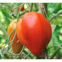 35 Graines de Tomate Cœur de Bœuf - Véritable légume ancien - méthode BIO