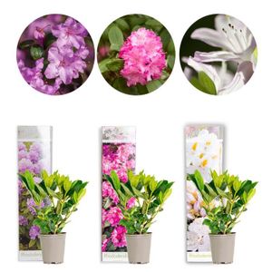 PLANTE POUSSÉE Rhododendron Mix - BLOOMIQUE - Grandiflora, Roseum Elegans, Cunningham’s White - Persistant - D09 cm - H15-20 cm