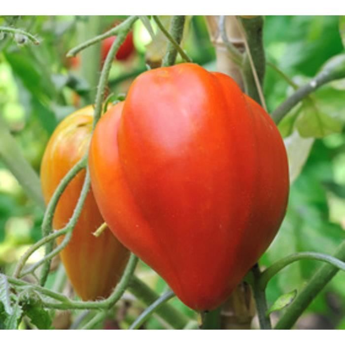30 Graines de Tomate Cœur de Bœuf - Véritable légume ancien - méthode BIO