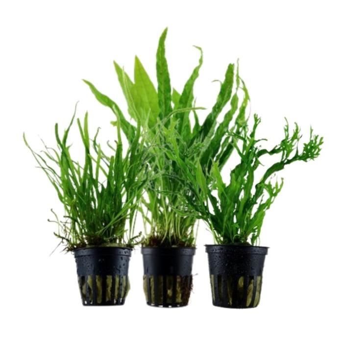 Comparer les prix de Plantes d'aquarium - AQUA ONE - Set de pots No.132 - 3 fougères Java - Facile à entretenir - Vert