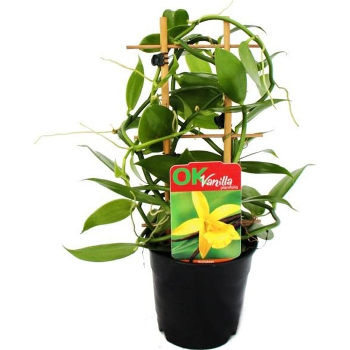 plant de vanille
