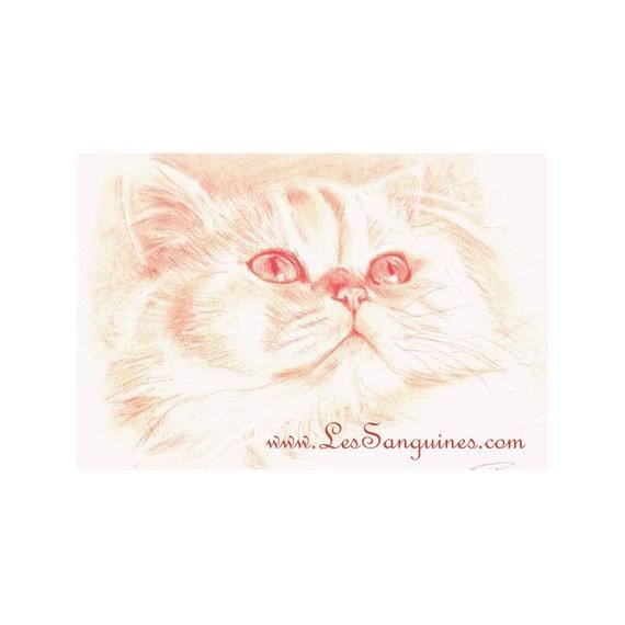 Chat Persan Dessin Portrait A La Sanguine Cdiscount Maison Chat Persan Dessin Portrait A La Sanguine Cdiscount Maison