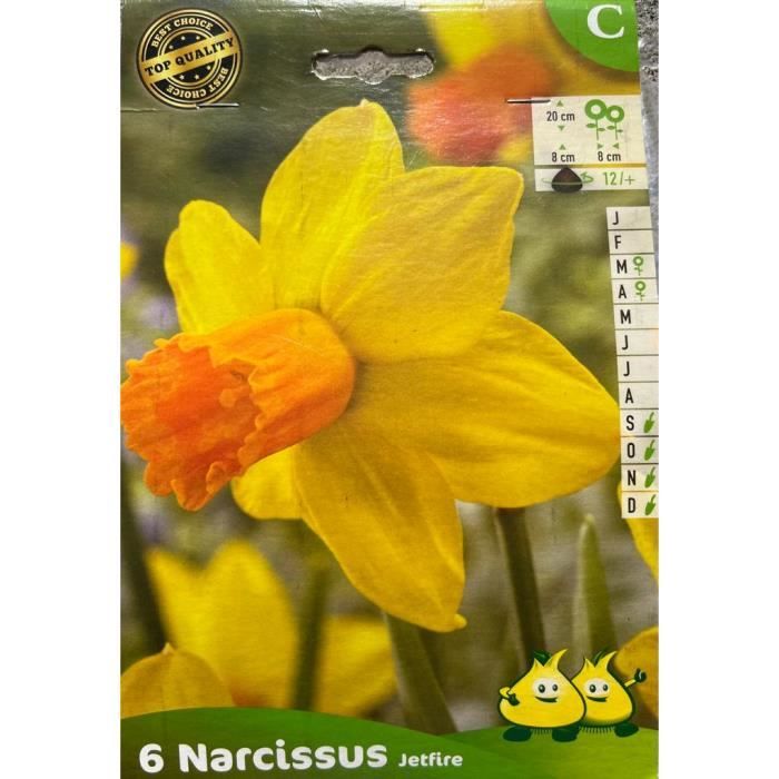 Narcisses Jetfire - Bulbes de fleurs - Jaune et orange