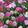 100Pcs Graines de fleurs-Facile à cultiver - Longue durée de vie - Environnement décoratif-0