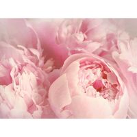 Papier Peint Photo INTISSÉ-ROSES ROSE-(21601)-400x260cm-8 lés-Mural Poster Géant XXL-Panorama-Fleur Floraison Plant Jardin