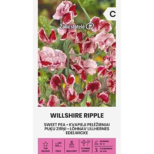 Graines De Chou Blanc Cerox H - Variété Hybride, Récolte En 79 Jours, Têtes Jusqu'à 3 Kg | Pour Jardin Potager, Résistant à La Chaleur Et Fusariose - 9