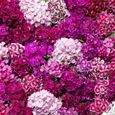 100Pcs Graines de fleurs-Facile à cultiver - Longue durée de vie - Environnement décoratif-2