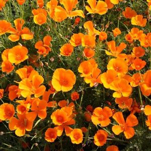 GRAINE - SEMENCE Jardinage Aimado Seeds Garden-100 Pcs Graines Cali