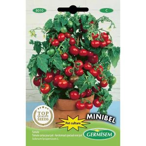 GRAINE - SEMENCE graines Tomate cerise pour pot MINIBEL [22]