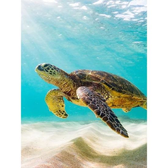 Poster Océan Tortue De Mer 'La Vie Est Comme L'océan' - Décoration Murale Toile Satinée