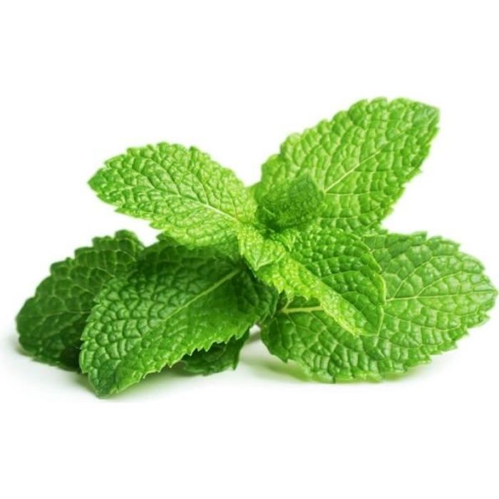 Menthe Verte Mentha Spicata Godet 9cm Aille 40cm Cdiscount Jardin