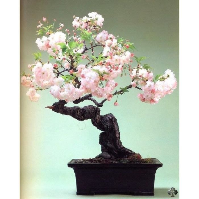 20 graines mini-graine rose sakura Belle cerise Oriental Sakura Bonsa/ï lumi/ère fleur de cerisier parfum/é jardin am/énag/é rouge