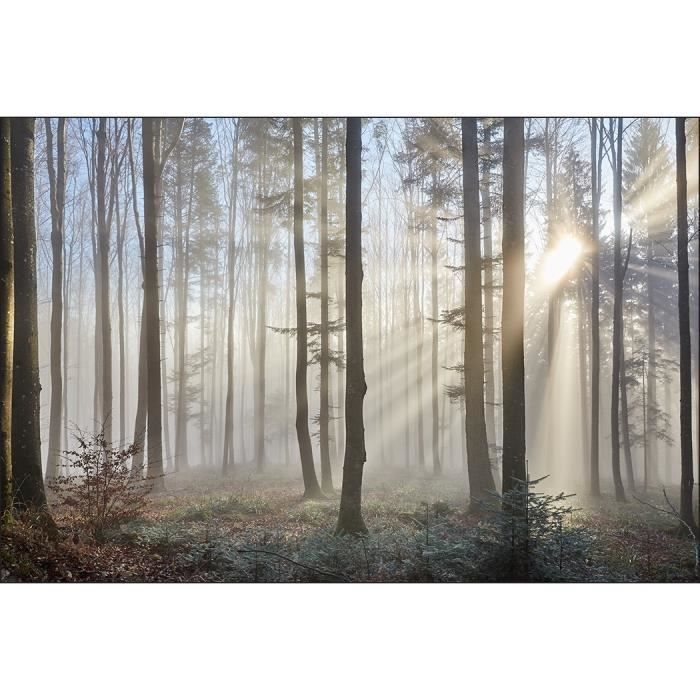 Forêt tableaux en verre - Immersion naturelle dans votre décoration Forêt tableaux en verre - Immersion naturelle dans votre décoration